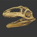 Prehistoric Dinosaur Skull Fossil With Detailed Skeletal Structure And Sharp Teeth