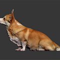 Brown and White Corgi Sitting on Dark Background With Reflection on Smooth Surface