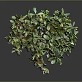 Succulent Plant with Branched Stems and Green Leaves in Brown Pot against Gray Background