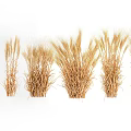 Ripe Golden Wheat Crop in Agricultural Field With Healthy Ears and Stalks