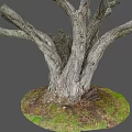 Rough Tree Trunk With Natural Wood Texture And Moss At The Base On Gray Background