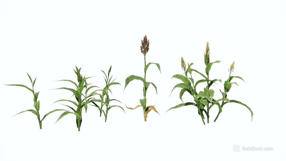 Garden Landscape With Various Corn Plants In Different Growth Stages 3d model 