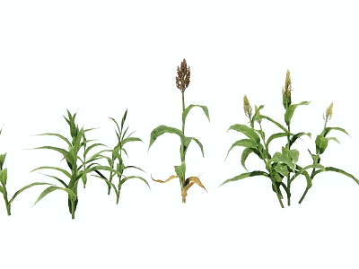 Garden Landscape With Various Corn Plants In Different Growth Stages 3d model