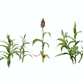 Garden Landscape With Various Corn Plants In Different Growth Stages