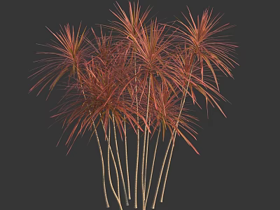 Elegant Ornamental Tropical Trees With Red Leaves And Slender Clustered Trunks 3d model