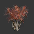 Elegant Ornamental Tropical Trees With Red Leaves And Slender Clustered Trunks