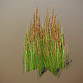 Tall Green Stem Cereal Cluster With Brown Grain Ears On Light Background 3d model