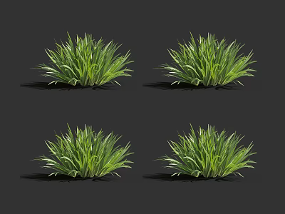 Four Green Grass Plants Displayed On Dark Background For Landscaping Use 3d model