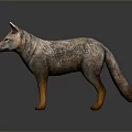 Standing Gray Fox Model With Detailed Textured Coat Brown Legs And Shiny Reflection