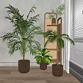 Indoor Bonsai Potted Plants With Woven Baskets Palm And Monstera By Window Shelf