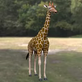 Giraffe Lizard In Natural Habitat With Green Forest And Grassland Background