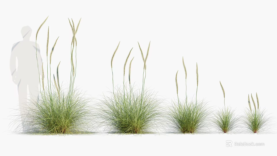 Green Ornamental Grasses With Slender Stems And Spiky Tops In Various Sizes 3d model 