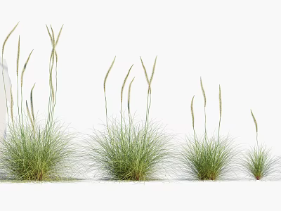 Green Ornamental Grasses With Slender Stems And Spiky Tops In Various Sizes 3d model