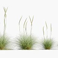Green Ornamental Grasses With Slender Stems And Spiky Tops In Various Sizes