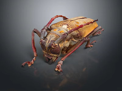 Giant Beetle With Brown Red Body And Long Antennae On Dark Background 3d model