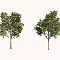 Two Green Arbor Trees With Lush Foliage And Ripe Fruits In Natural Setting