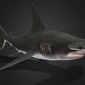 Detailed Realistic Shark 3D Rendering With Sharp Fins And Lifelike Body