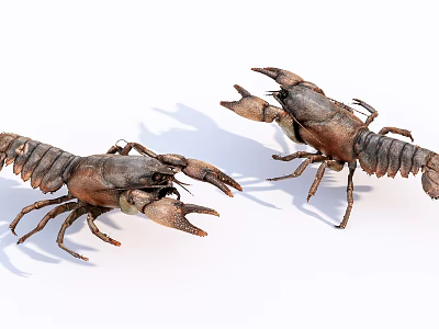 Two Freshwater Brown Crayfish Crawling On White Background In Natural Pose 3d model