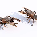 Two Freshwater Brown Crayfish Crawling On White Background In Natural Pose
