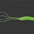 Green Microbial Organ Structure With Hair Like Appendages And Textured Cylindrical Body