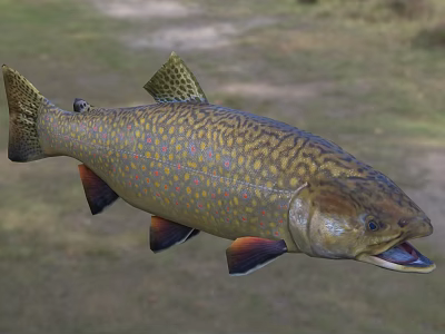 Colorful Speckled Brook Trout With Yellow Brown Body Orange Fins And Open Mouth 3d model