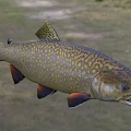 Colorful Speckled Brook Trout With Yellow Brown Body Orange Fins And Open Mouth