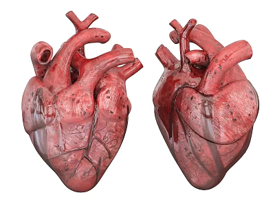Two Anatomical Heart Models Displaying Detailed Thoracic Organ Structure 3d model