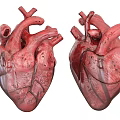 Two Anatomical Heart Models Displaying Detailed Thoracic Organ Structure
