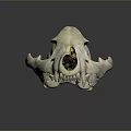 Animal Skull Skeletal Organ with Sharp Teeth and Cranial Features on Dark Reflective Surface 3d model