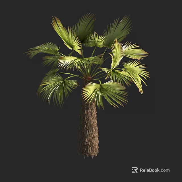 Green Leafy Palm Tree With Broad Fan Shaped Leaves And Rough Trunk 3d model 