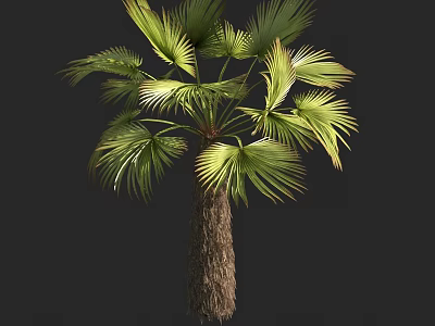 Green Leafy Palm Tree With Broad Fan Shaped Leaves And Rough Trunk 3d model