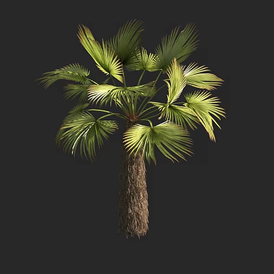 palm plant palm tree 3d model