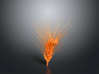 Orange Wheat Ear as Natural Food Ingredient on Gray Background 3d model