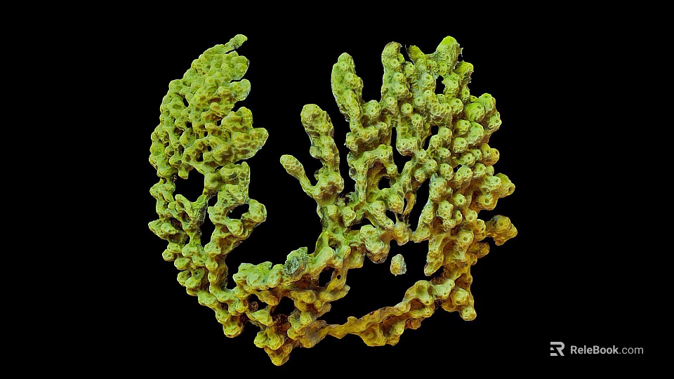 Detailed Green Branched Coral Like Biological Structure Against Black Background 3d model 