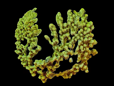 Detailed Green Branched Coral Like Biological Structure Against Black Background 3d model