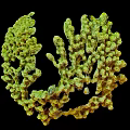 Detailed Green Branched Coral Like Biological Structure Against Black Background