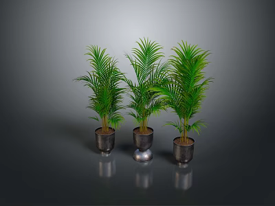 Three Green Palm Plants in Metallic Pots with Gray Background 3d model