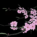 Vibrant Flowering Tree with Pink Blossoms and Green Leaves on Black Background