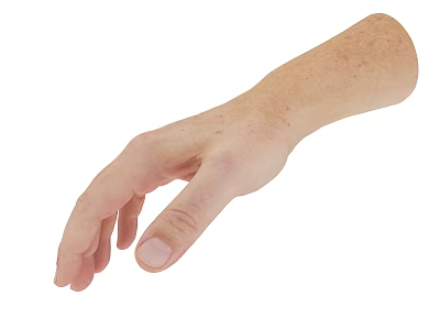 Detailed Human Hand And Arm Anatomical Structure In Natural Relaxed Posture 3d model