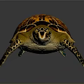 Vibrant Sea Turtle With Orange Black Patterned Shell And Yellow Spotted Head