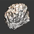 Textured Natural Shell Specimen With Honeycomb Pattern And Brown Irregular Surface