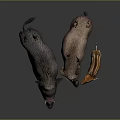 Three Wild Boars with Different Sizes and Colors Including Striped Piglet