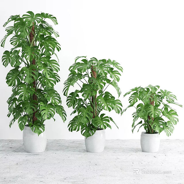 Green Monstera Potted Plants In White Pots With Various Sizes For Indoor Decor 3d model 