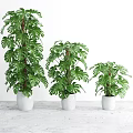 Green Monstera Potted Plants In White Pots With Various Sizes For Indoor Decor