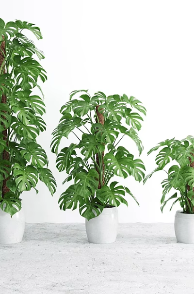 Green Monstera Potted Plants In White Pots With Various Sizes For Indoor Decor 3d model