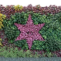 Decorative Living Plant Wall With Purple Star Shaped Design And Colorful Foliage