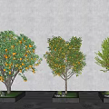 Three Arbor Trees in Square Planters with Orange Fruits Gray Wall and Circular Ground Patterns