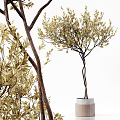 Bonsai Potted Plants With Golden Green Leaves Various Branch Shapes For Home Decor