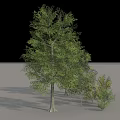 Diverse Arbor Trees Collection With Various Sizes Green Foliage And Heights