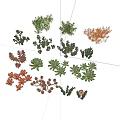 Indoor Colorful Succulent Plants Collection With Various Species And Vibrant Foliage